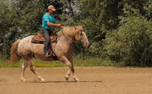 horsemanship quotes and captions for instagram