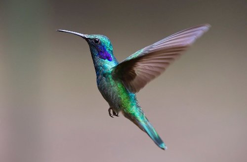 Bird bio for Instagram