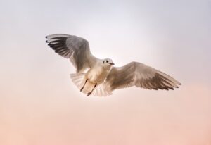 Bird photography quotes for Instagram