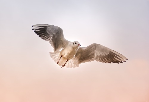 Bird photography quotes for Instagram