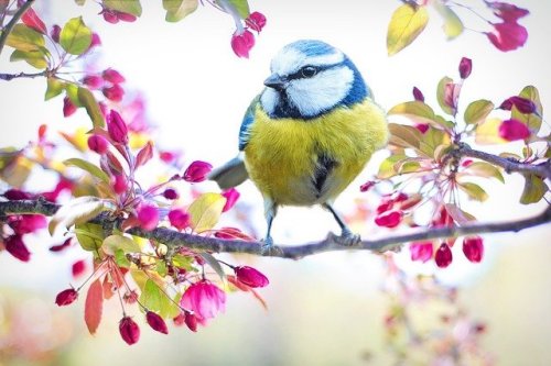 Birds chirping sound caption for Instagram