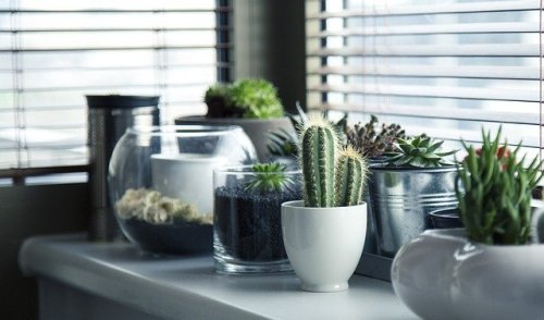 Indoor Garden Captions for Instagram With Quotes