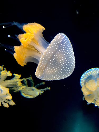 Instagram captions for sea Sponges